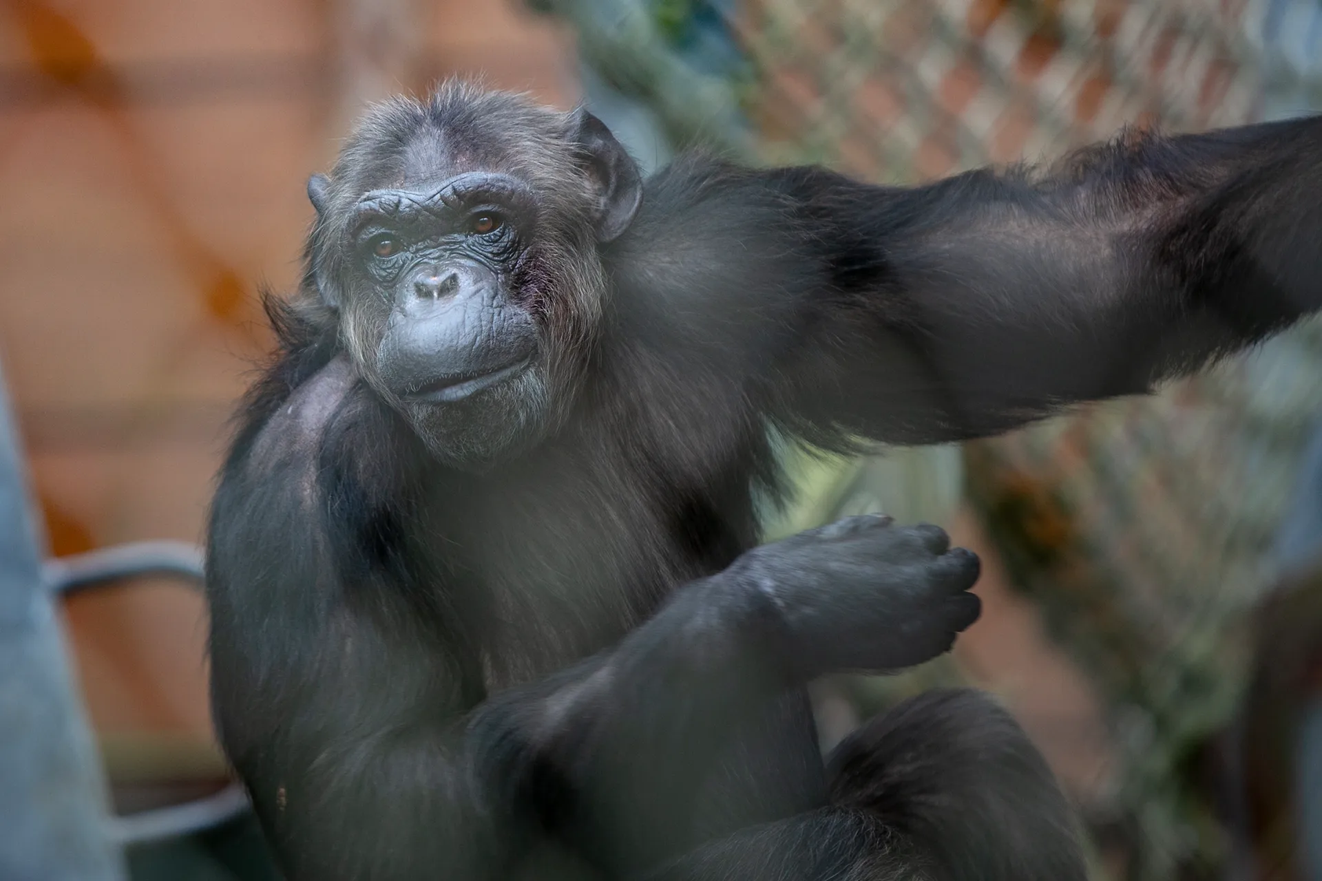 Veiligheidsinspectie Chimpanseecomplex Stichting AAP